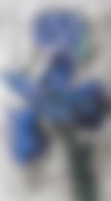 Dutch iris (preview)