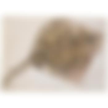 A Flat Fish (preview)