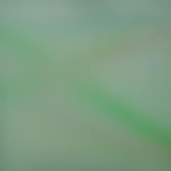 Lente (preview)