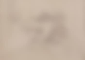 Paysage aux grands arbres (preview)