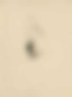 Untitled (preview)