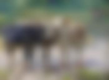 Drei Jungrinder im Altrhein (preview)