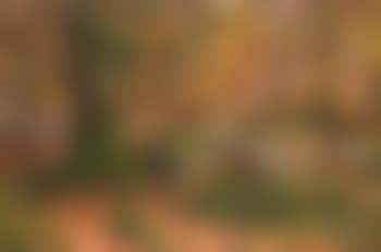 Herbst am Waldbach (preview)