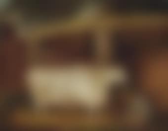 White Shirthorn Heifer that Traveled (preview)