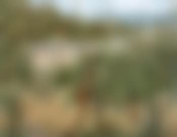 Raccolta di frutta (preview)