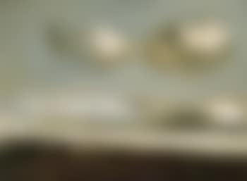 Vlaams landschap (preview)