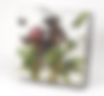 Bambu sulla neve (preview)