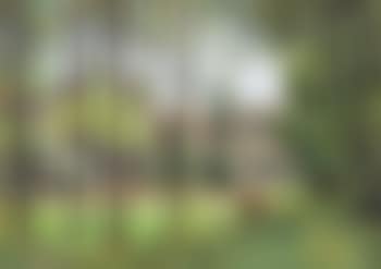 Vaches dans une pâture (preview)