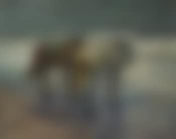 Molly and Rex (preview)