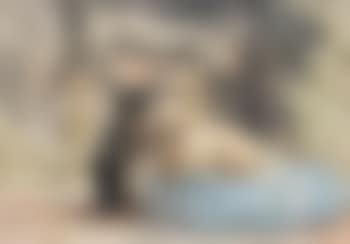 The dogs of Marie-Henriette, the Queen of Belgium (preview)