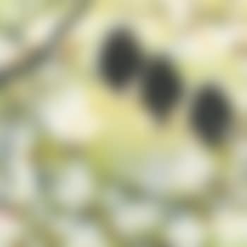 Magnolia And Bird (preview)