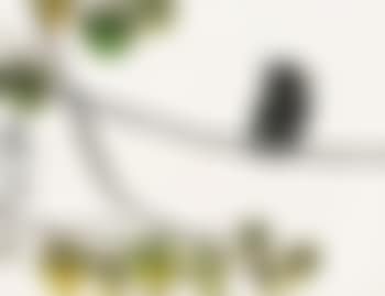 Bird on branch (preview)