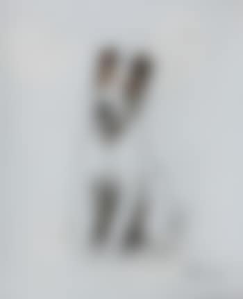 Study of a fox terrier (preview)