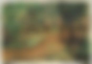 Maine forest (preview)