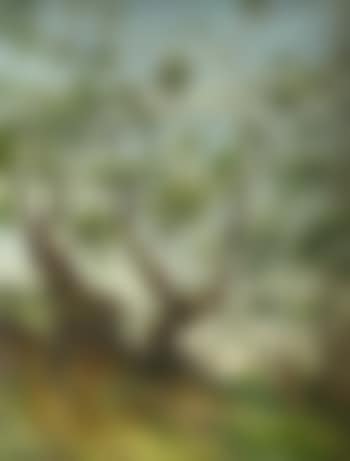 Forest trees (preview)