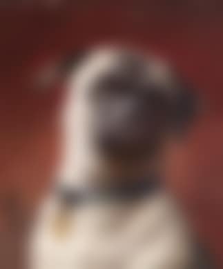 Pug. Newfoundland (preview)