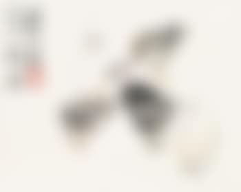 Chicken (preview)