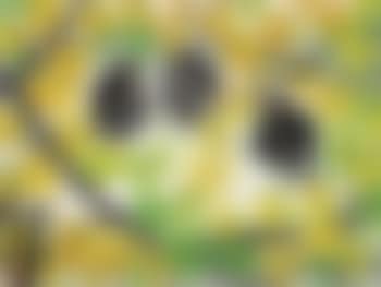 Birds (preview)