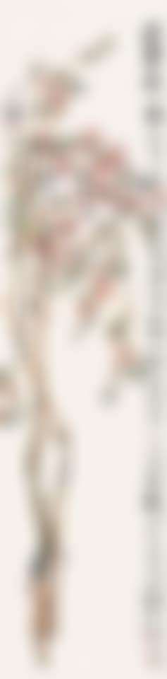 Peach blossom (preview)