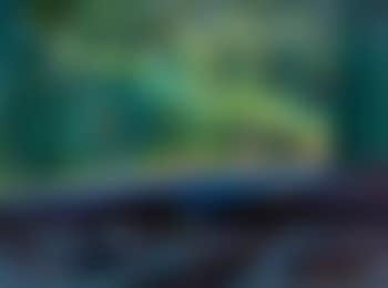 Northern lights (preview)
