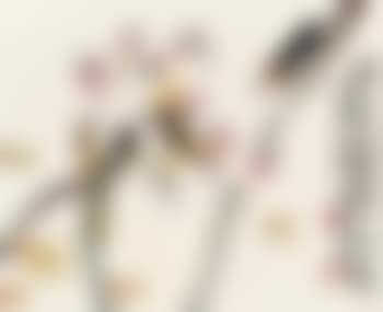 Lotus and cicada (preview)