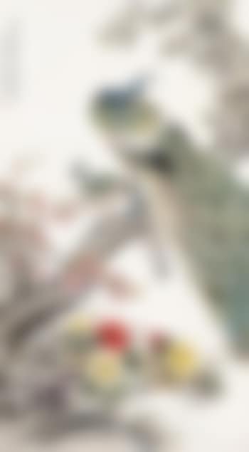 Peacocks (preview)