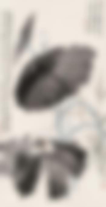 Lotus (preview)