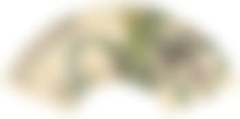 Ripe maize (preview)