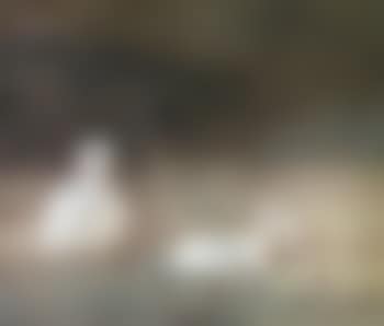Swans (preview)