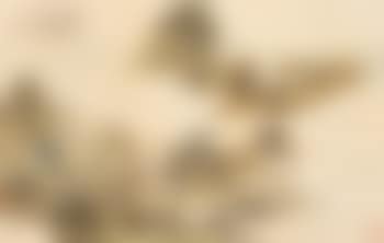 Maple (preview)
