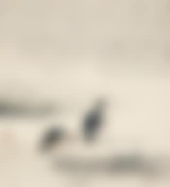 Two birds (preview)
