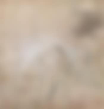 Egret (preview)