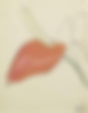 Untitled (anthurium) (preview)
