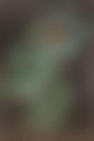 Loïe Fuller, esquisse (preview)