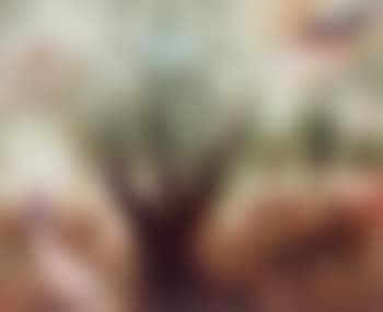Olive trees in the Galilee (preview)