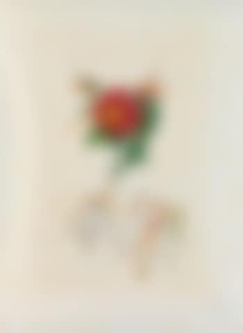 Flora Dalinea (preview)