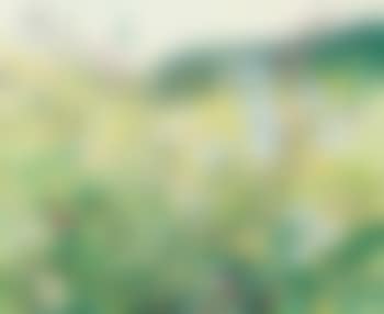 Meadow flowers (preview)
