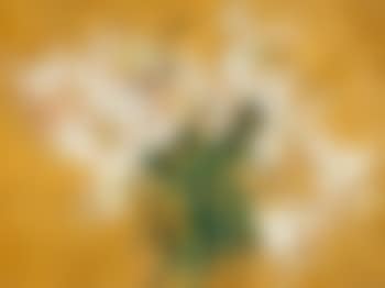 Lilies (preview)