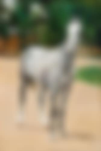 The gray horse (preview)