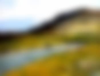 Cattle grazing by the river (preview)