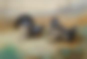 Blackcocks at the Lek (preview)