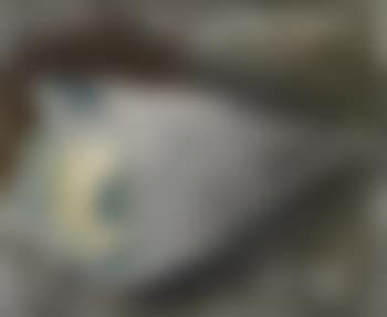 Muguets (preview)