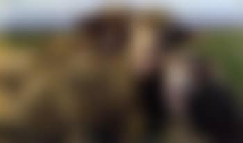 Drei Schafe (preview)