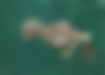 Dead Bird (preview)