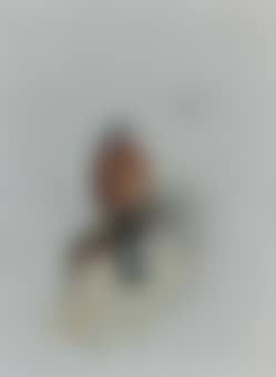 A lesser kestrel (preview)