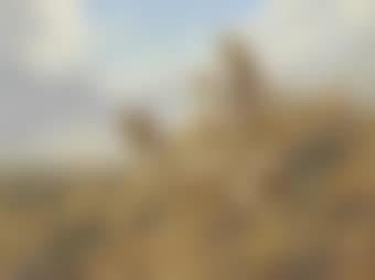 Three cheetahs (preview)