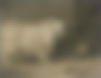 A chow (preview)
