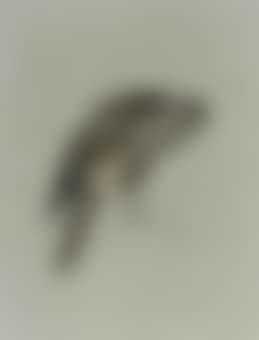 A hen merlin (preview)