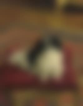 A well behaved chin (preview)