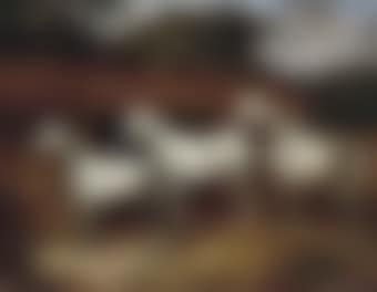 Three good greys (preview)